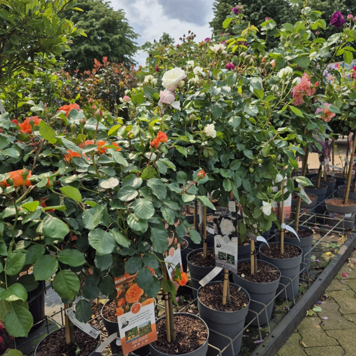 Shop rozen bij tuincentrum GroenRijk de Wilskracht!