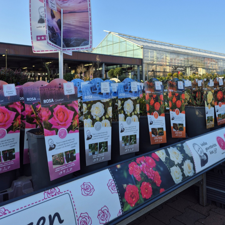 Shop rozen bij tuincentrum GroenRijk de Wilskracht!