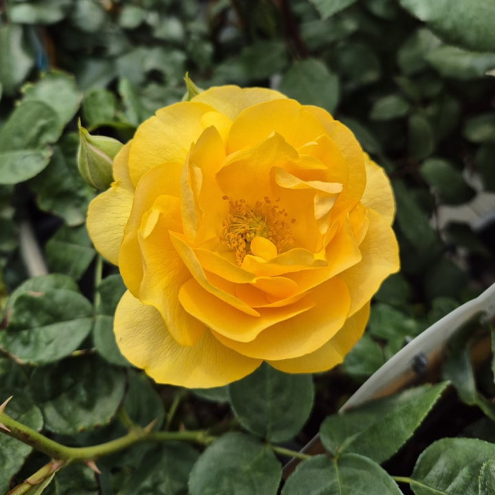 Shop rozen bij tuincentrum GroenRijk de Wilskracht!