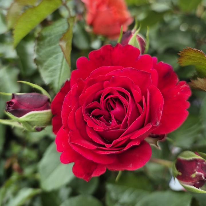 Shop rozen bij tuincentrum GroenRijk de Wilskracht!