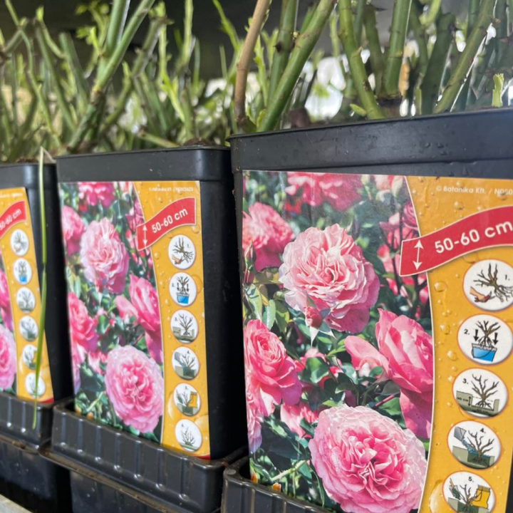 Shop rozen bij tuincentrum GroenRijk de Wilskracht!