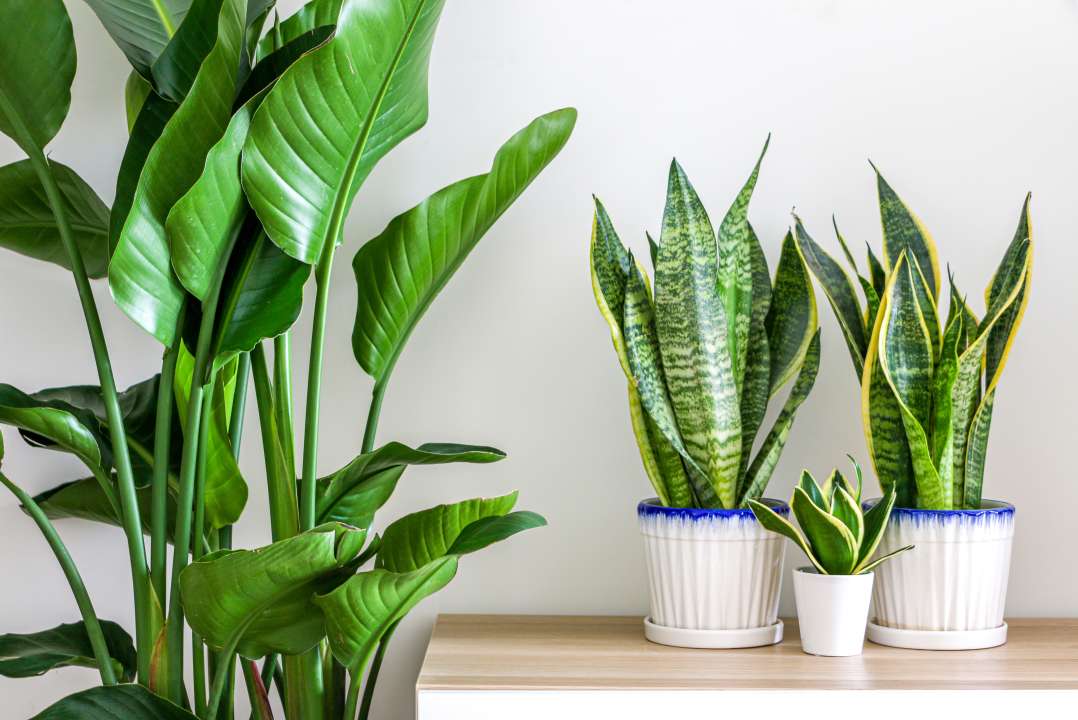 Binnenplanten Den haag, Kamerplant Den haag