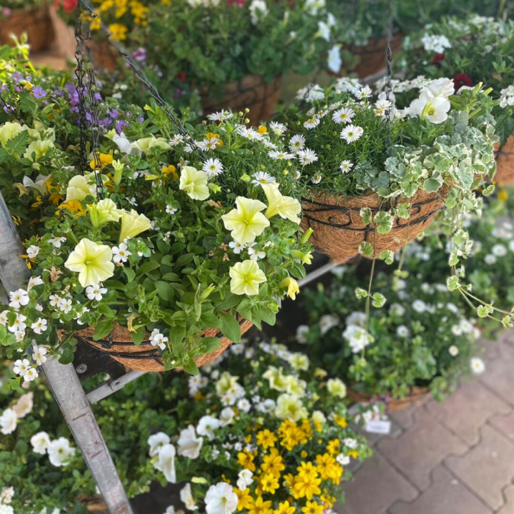 Shop tuinplanten bij GroenRijk de Wilskracht!