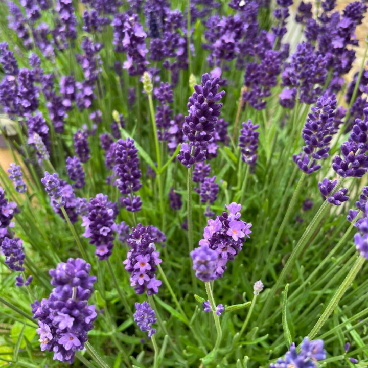 Shop vaste planten bij tuincentrum GroenRijk de Wilskracht!