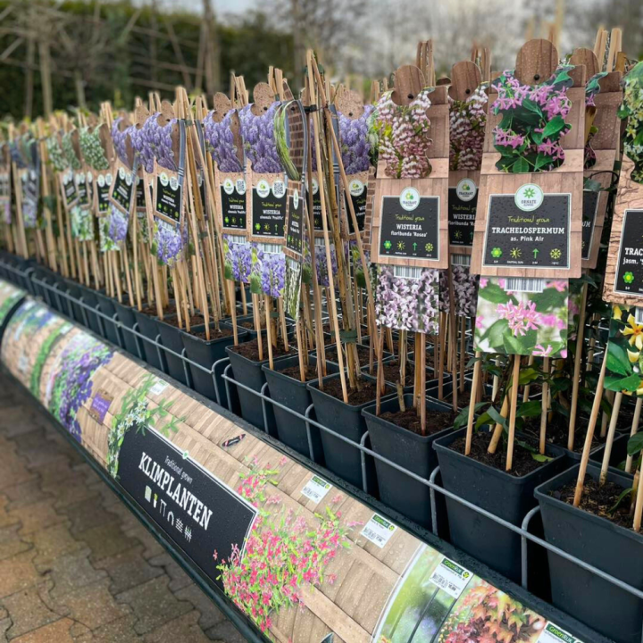 Shop tuinplanten bij GroenRijk de Wilskracht!