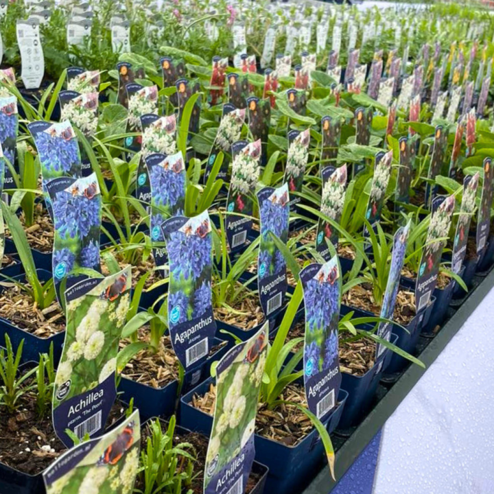 Shop vaste planten bij tuincentrum GroenRijk de Wilskracht!