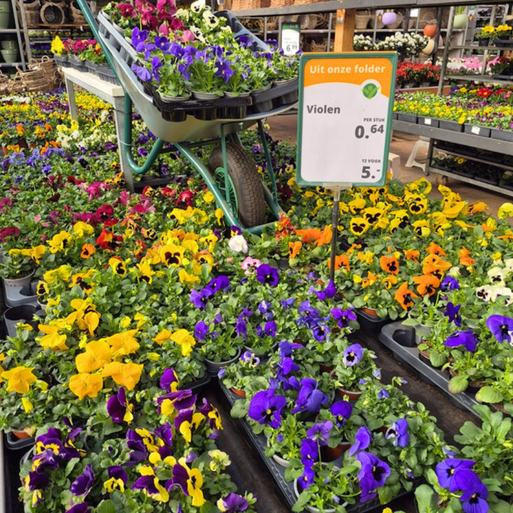 Shop perkplanten bij tuincentrum GroenRijk de Wilskracht!