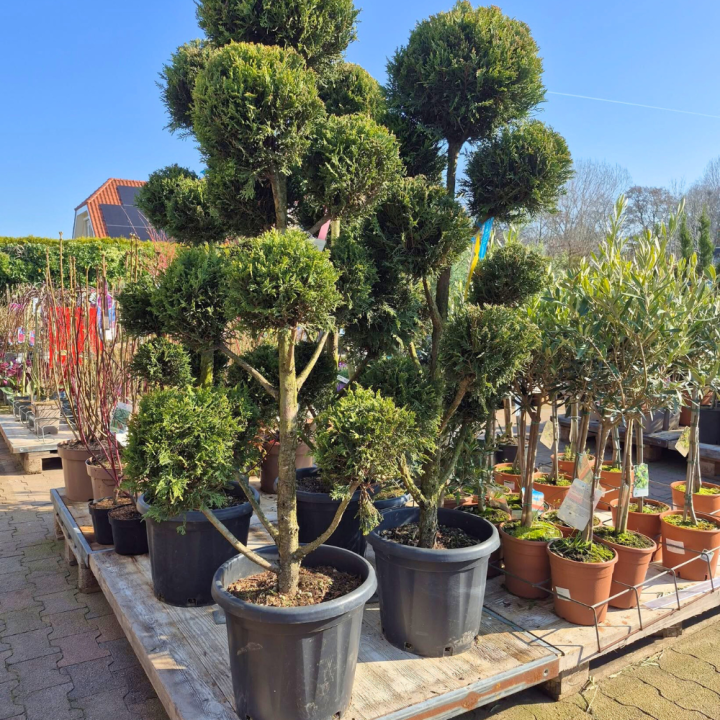 Bomen, heesters en coniferen kopen? Kom naar GroenRijk de Wilskracht!