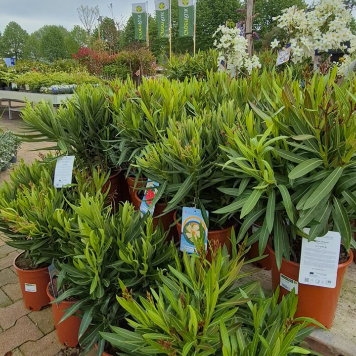 Shop perkplanten bij tuincentrum GroenRijk de Wilskracht!