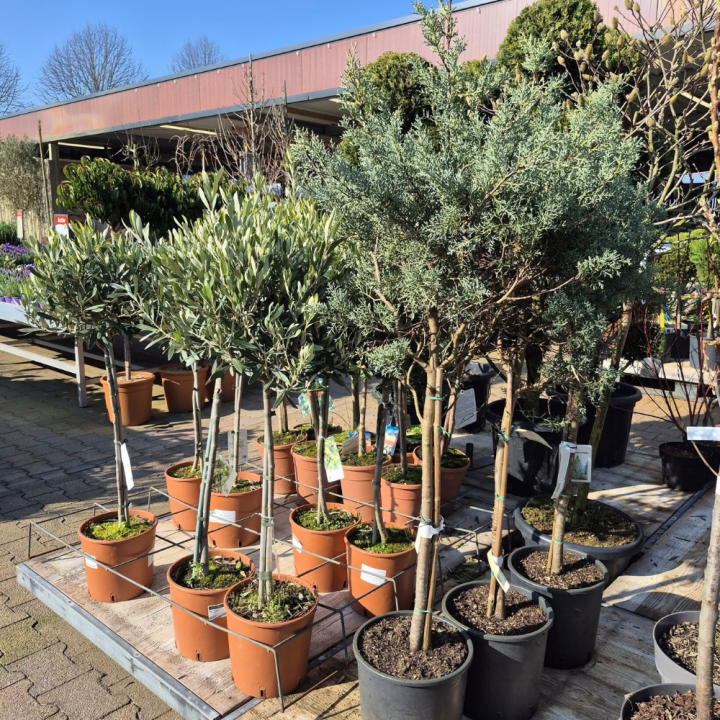 Shop tuinplanten bij GroenRijk de Wilskracht!