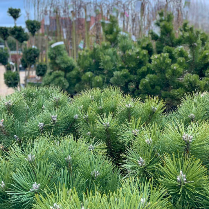 Bomen, heesters en coniferen kopen? Kom naar GroenRijk de Wilskracht!