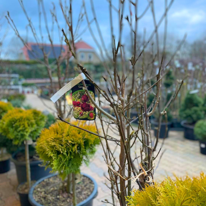 Bomen, heesters en coniferen kopen? Kom naar GroenRijk de Wilskracht!