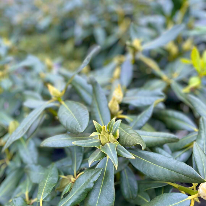 Bomen, heesters en coniferen kopen? Kom naar GroenRijk de Wilskracht!