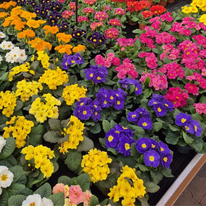 Shop tuinplanten bij GroenRijk de Wilskracht!