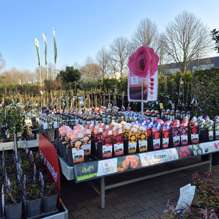 Shop tuinplanten bij GroenRijk de Wilskracht!