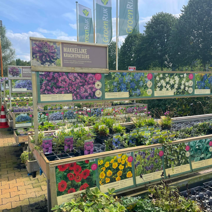 Shop vaste planten bij tuincentrum GroenRijk de Wilskracht!