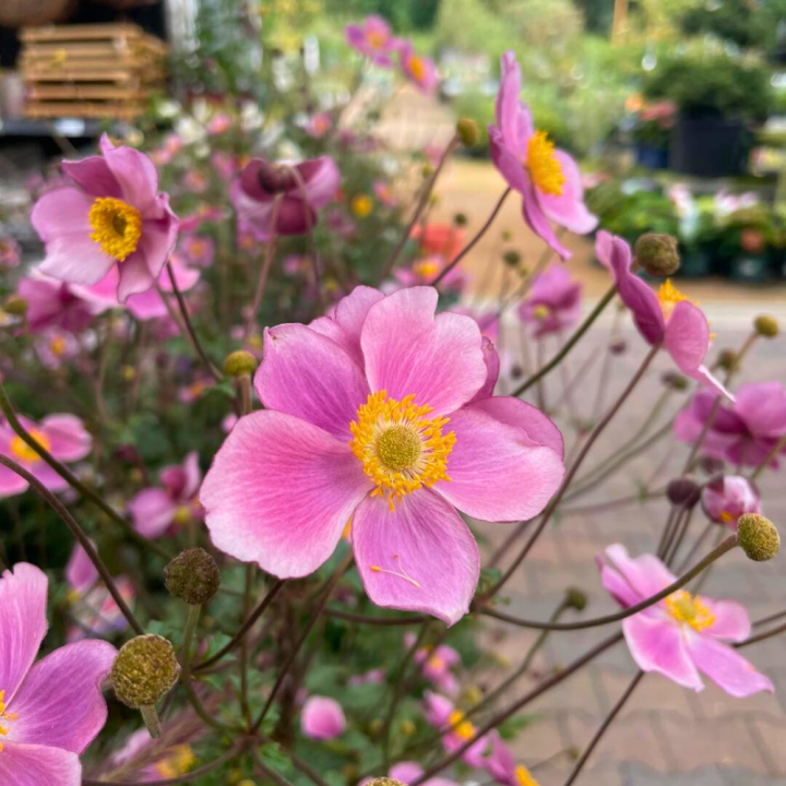 Shop vaste planten bij tuincentrum GroenRijk de Wilskracht!