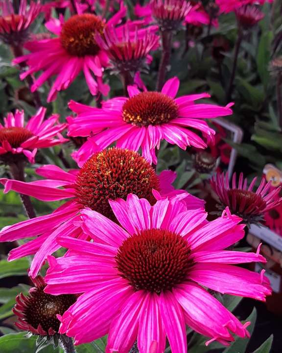 Tuincentrum Den Haag 