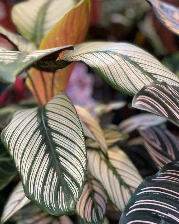 De mooiste binnen planten van Den Haag te koop