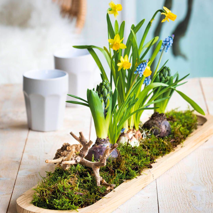 Bollen op pot shoppen bij tuincentrum de Wilskracht!