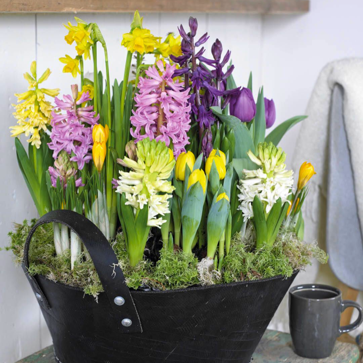 Bollen op pot shoppen bij tuincentrum de Wilskracht!