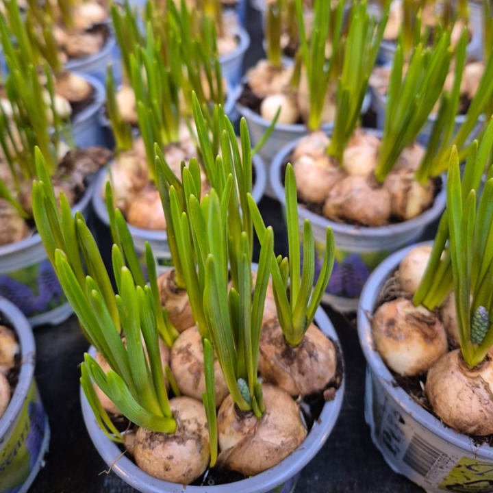 Bollen op pot shoppen bij tuincentrum de Wilskracht!