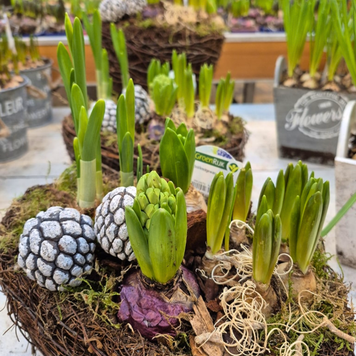 Bollen op pot shoppen bij tuincentrum de Wilskracht!