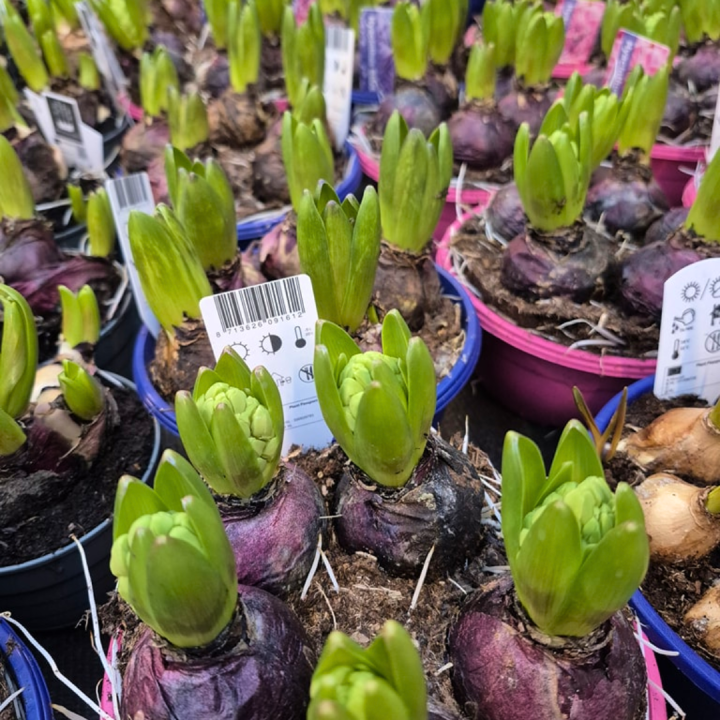 Bollen op pot shoppen bij tuincentrum de Wilskracht!