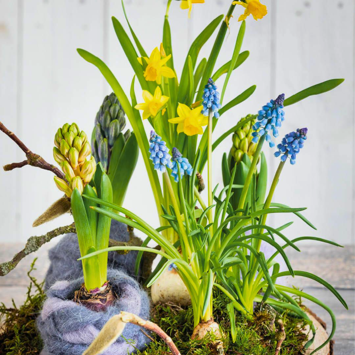 Bollen op pot shoppen bij tuincentrum de Wilskracht!