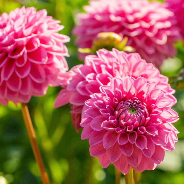 Zomerbollen kopen bij tuincentrum de Wilskracht! Zomerbollen kopen bij tuincentrum de Wilskracht!