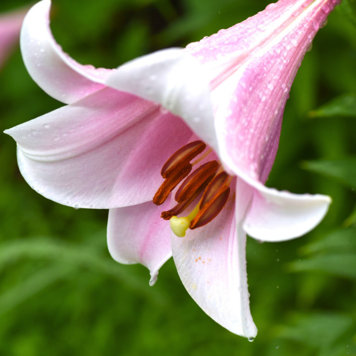 Zomerbollen shoppen bij tuincentrum de Wilskracht! Zomerbollen shoppen bij tuincentrum de Wilskracht!