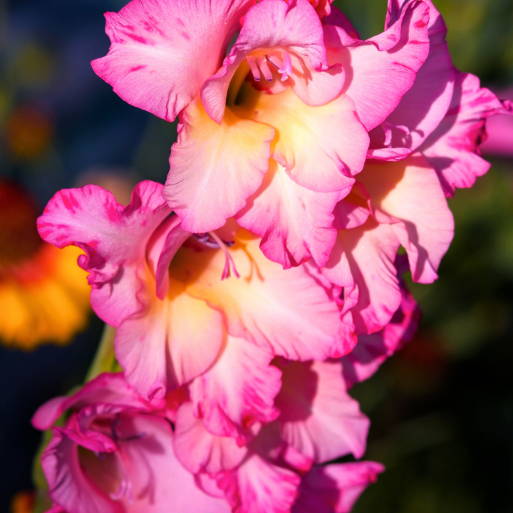 Zomerbollen kopen bij tuincentrum de Wilskracht! Zomerbollen kopen bij tuincentrum de Wilskracht!