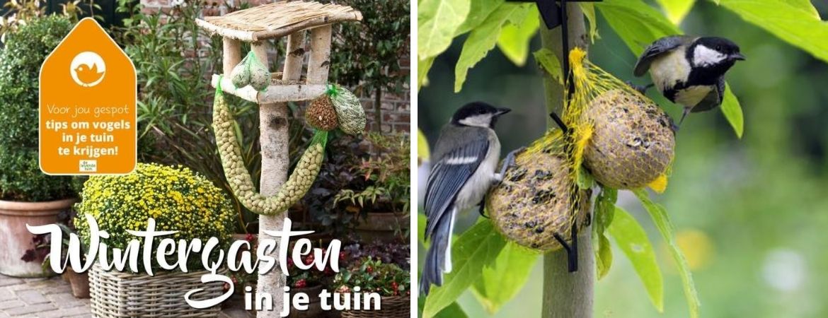 GroenRijk De Wilskracht | Vogels in de tuin | Den Haag