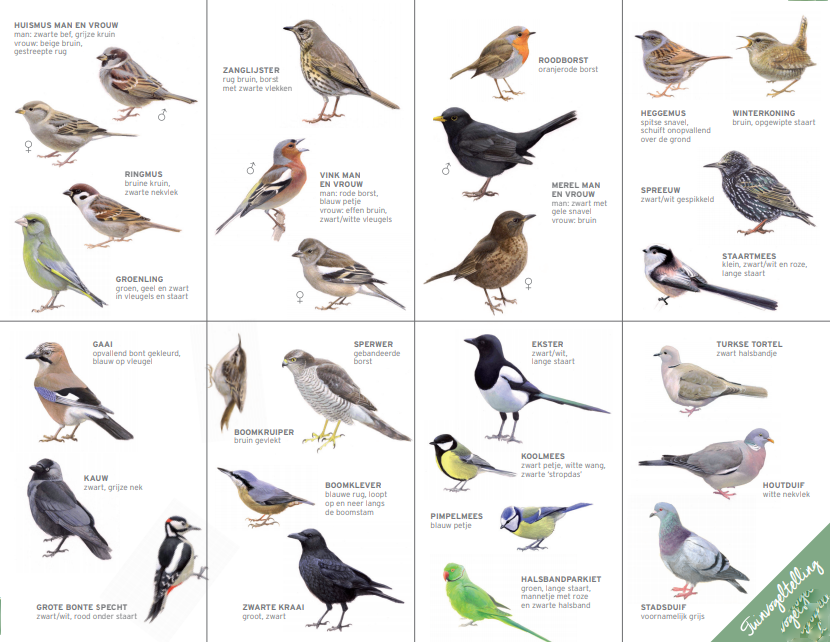 Veel voorkomende vogels in de tuin in Nederland