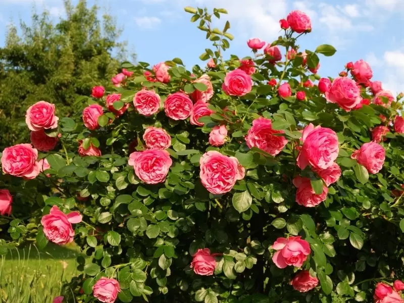 leerboek Achteruit mesh Rozen - Tuintips - GroenRijk de Wilskracht