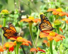 Vlinders in de tuin