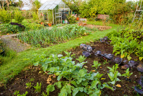 3 redenen om dit jaar een moestuin te beginnen