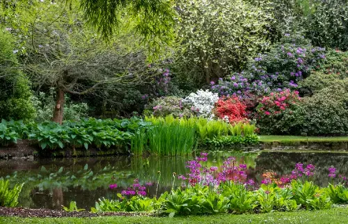 5 kleurrijke oeverplanten voor rondom de vijver