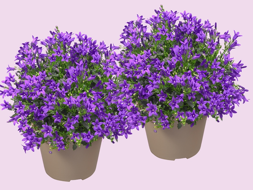 Campanula 'Ambella Intense Purple': Compacte plant, intens effect