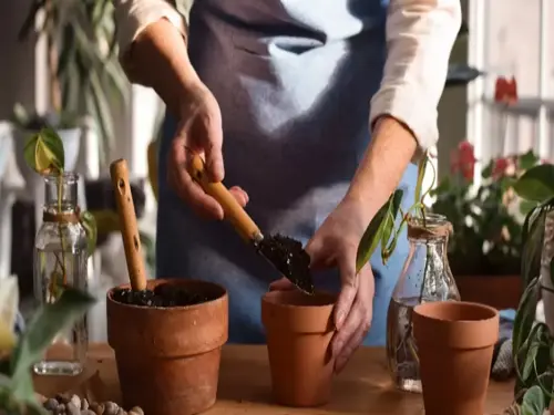 Chrysanten stekken doe je in het voorjaar