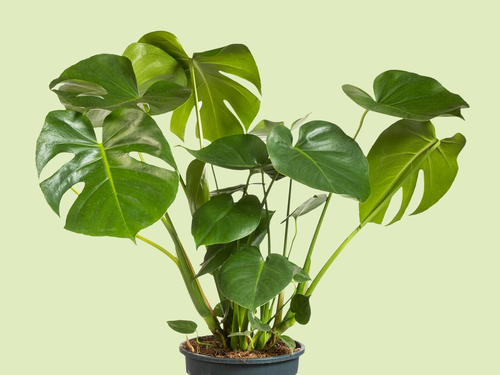 Gatenplant - groots en bijzonder blad