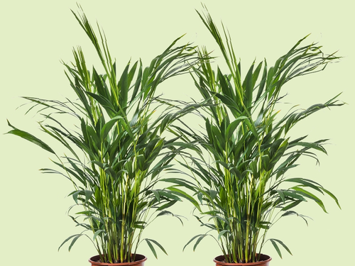 Goudpalm: de luchtverfrisser die gewoon in je woonkamer past