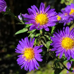 Kleur in de tuin: planten die het najaar opfleuren