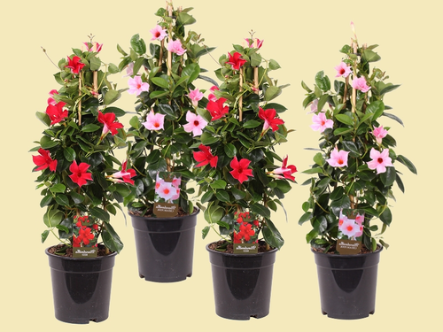 Mandeville: zonaanbidder in bloei