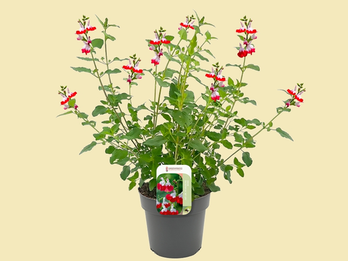 Salvia microphylla ‘Hot Lips’: Twee kleuren, eindeloos veel charme