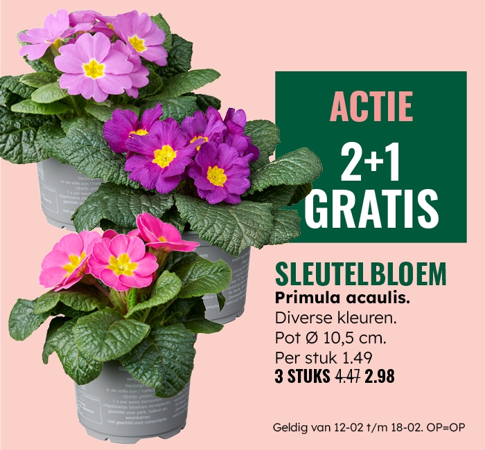 Weekaanbieding: Sleutelbloem