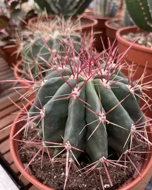 Ontdek onze kamerplantenafdeling!