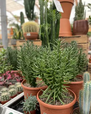 Ontdek onze kamerplantenafdeling!