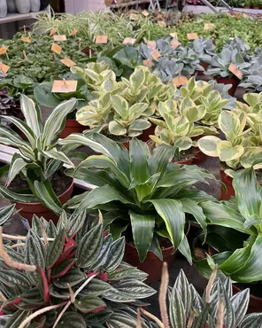 Ontdek onze kamerplantenafdeling!