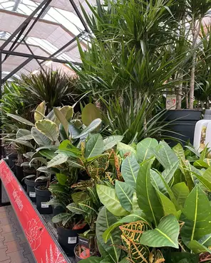 Ontdek onze kamerplantenafdeling!